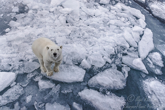 107 Polar Bear (Ursus maritimus) - Svalbard Norway