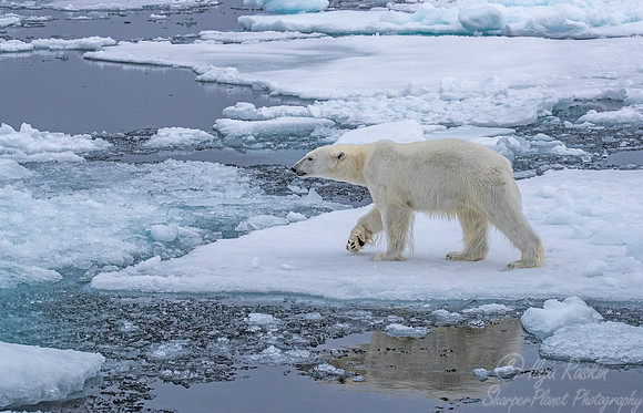 116 Polar Bear (Ursus maritimus) - Svalbard Norway