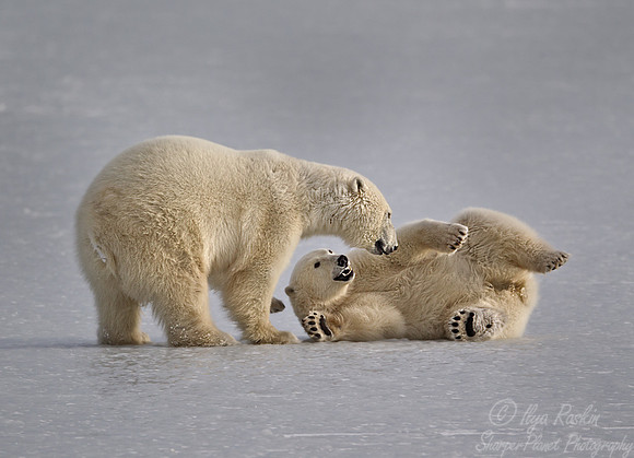 021 Polar Bears (Ursus maritimus) Churchill - MB Canada