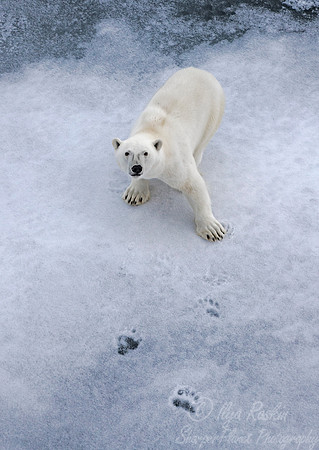 108 Polar Bear (Ursus maritimus) - Svalbard Norway