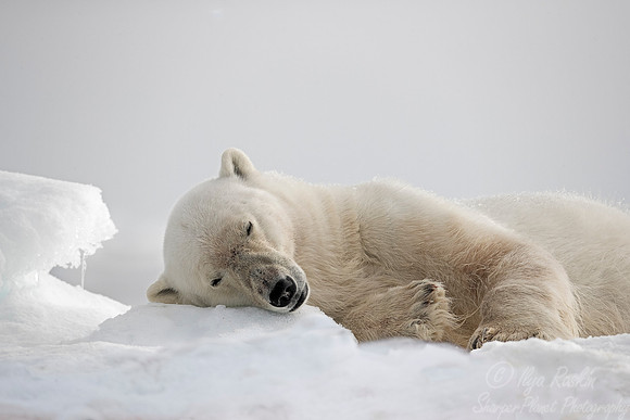 080 Polar Bear (Ursus maritimus) - Svalbard Norway