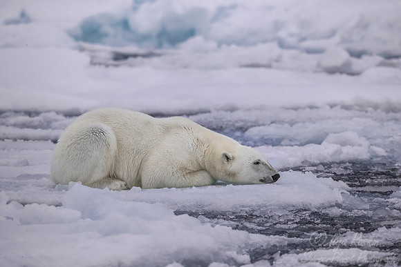 102 Polar Bear (Ursus maritimus) - Svalbard Norway