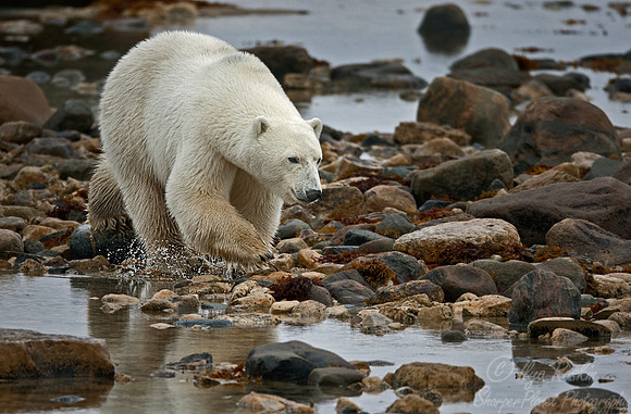 037 Polar Bear (Ursus maritimus) Churchill - MB Canada