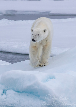 117 Polar Bear (Ursus maritimus) - Svalbard Norway