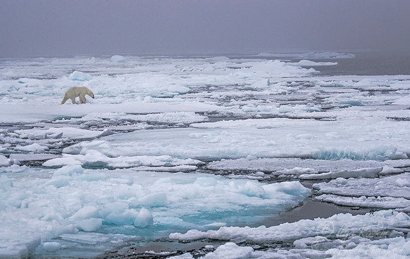 121 Polar Bear (Ursus maritimus) - Svalbard Norway