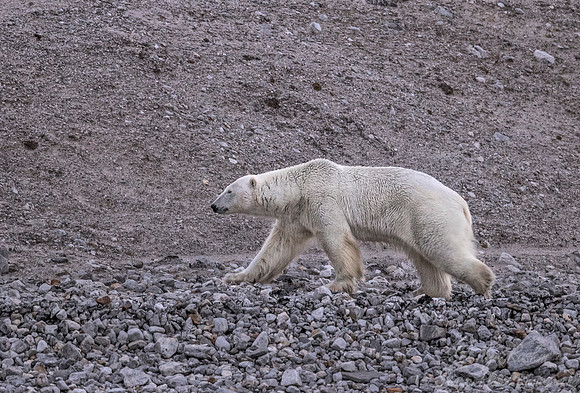 123 Polar Bear (Ursus maritimus) - Svalbard Norway