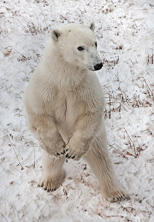 027 Polar Bear (Ursus maritimus) Churchill - MB Canada