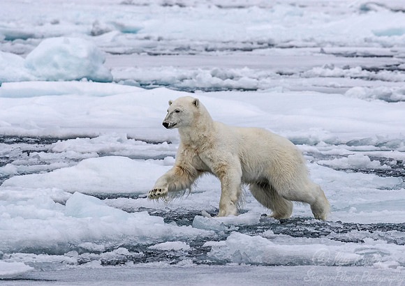 104 Polar Bear (Ursus maritimus) - Svalbard Norway