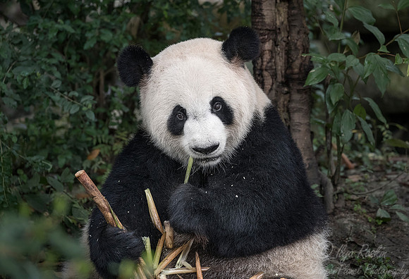 055 Giant Panda (Ailuropoda melanoleuca) - Chechuan China
