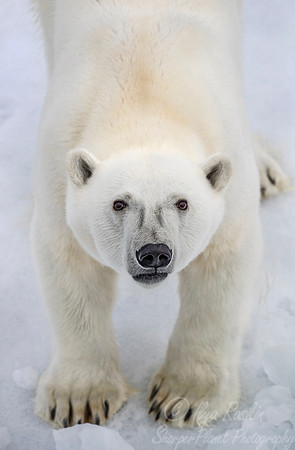 113 Polar Bear (Ursus maritimus) - Svalbard Norway