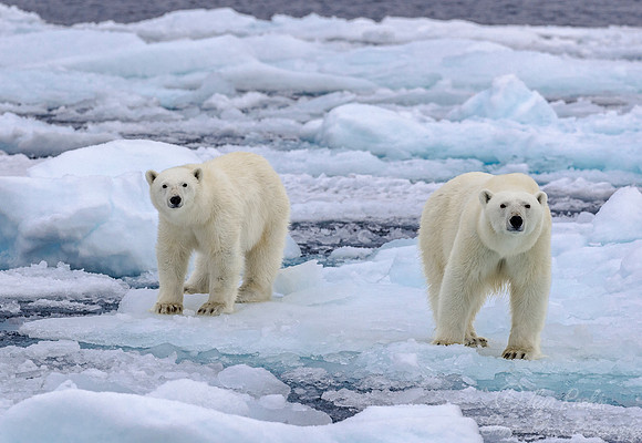 097 Polar Bears (Ursus maritimus) - Svalbard Norway