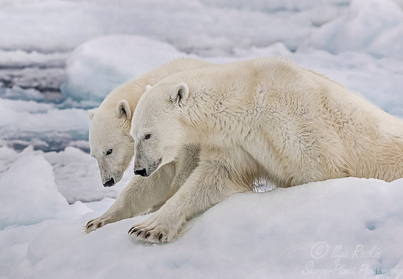 094 Polar Bears (Ursus maritimus) - Svalbard Norway