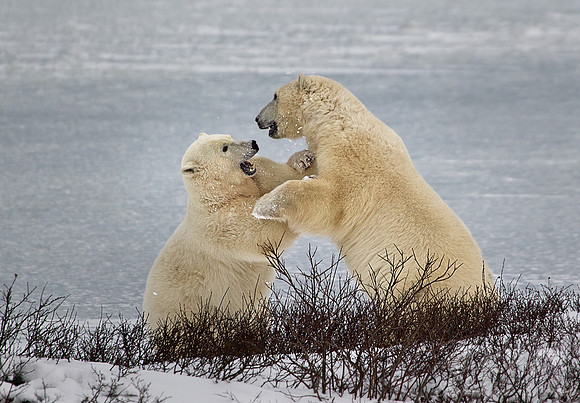 012 Polar Bear (Ursus maritimus) Churchill - MB Canada