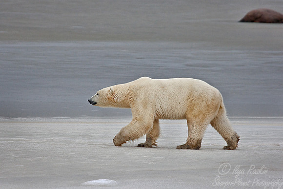 030 Polar Bear (Ursus maritimus) Churchill - MB Canada