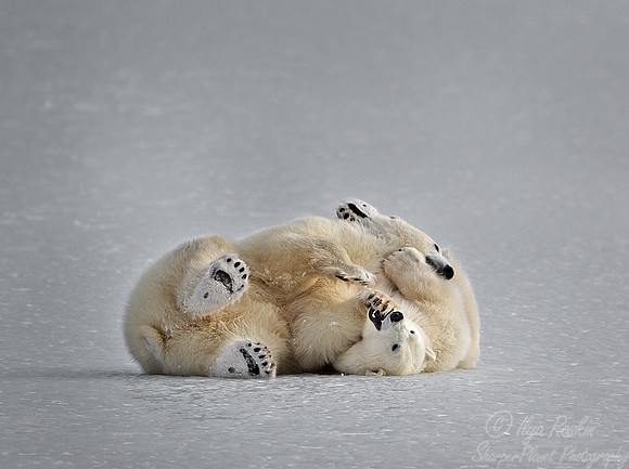017_Polar Bears (Ursus maritimus) Churchill_MB_Canada