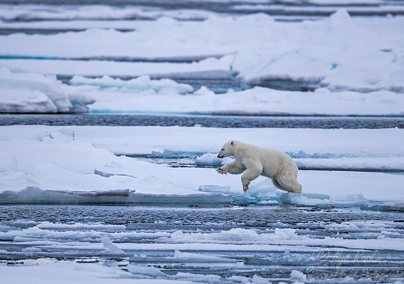 086 Polar Bear (Ursus maritimus) - Svalbard Norway