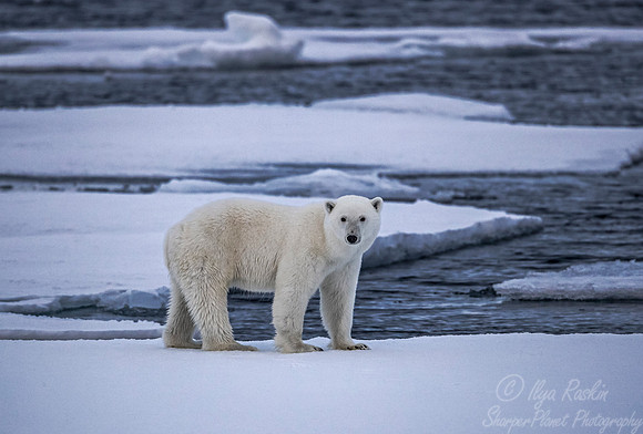 087 Polar Bear (Ursus maritimus) - Svalbard Norway