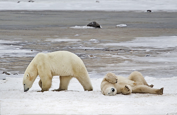 022 Polar Bears (Ursus maritimus) Churchill - MB Canada