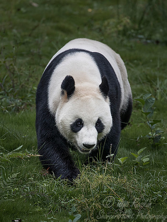 051 Giant Panda (Ailuropoda melanoleuca) - Chechuan China