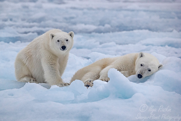 090 Polar Bears (Ursus maritimus) - Svalbard Norway