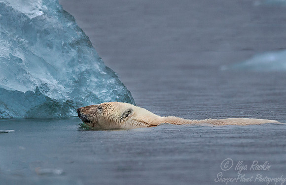 127 Polar Bear (Ursus maritimus) - Svalbard Norway