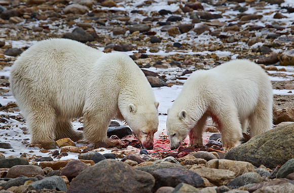 047 Polar Bears (Ursus maritimus) Churchill - MB Canada