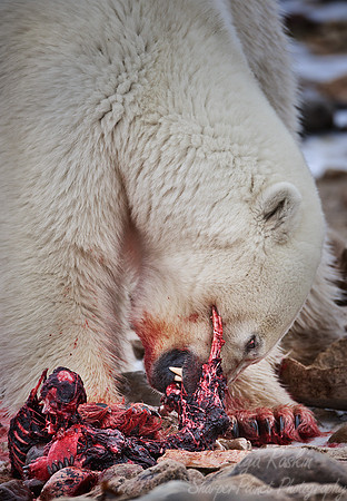 042 Polar Bear (Ursus maritimus) Churchill - MB Canada