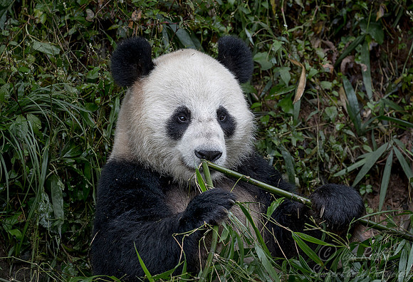 057 Giant Panda (Ailuropoda melanoleuca) - Chechuan China