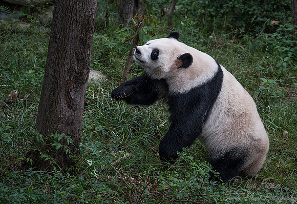 052 Giant Panda (Ailuropoda melanoleuca) - Chechuan China