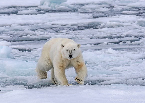 106 Polar Bear (Ursus maritimus) - Svalbard Norway