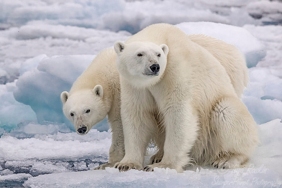 095 Polar Bears (Ursus maritimus) - Svalbard Norway