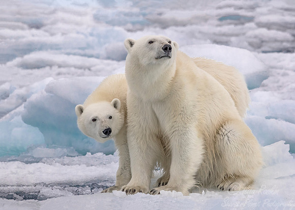 096 Polar Bears (Ursus maritimus) - Svalbard Norway