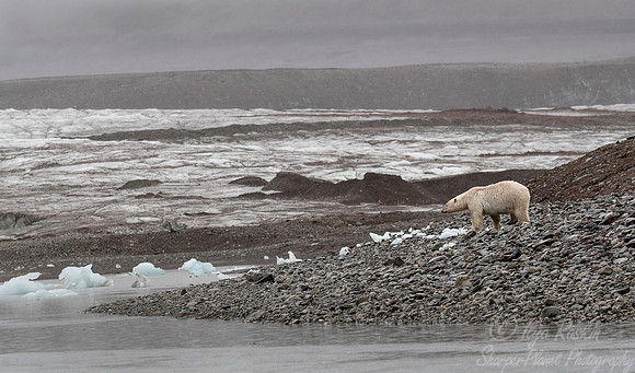 126 Polar Bear (Ursus maritimus) - Svalbard Norway