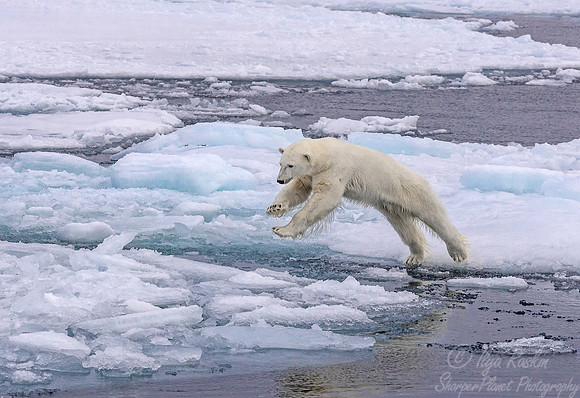 119 Polar Bear (Ursus maritimus) - Svalbard Norway