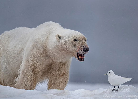073 Polar Bear (Ursus maritimus) - Svalbard Norway