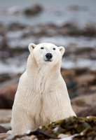 MAMMALS - BEARS POLAR & PANDAS