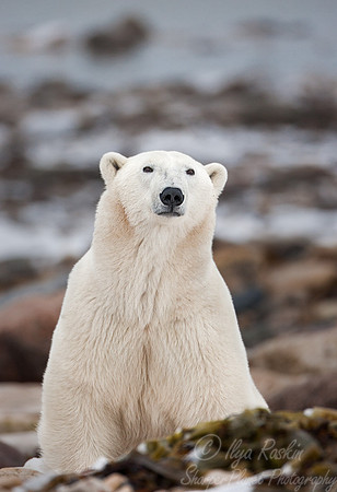 034 Polar Bear (Ursus maritimus) Churchill - MB Canada