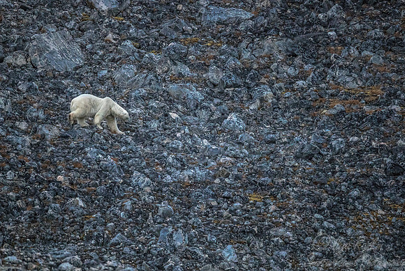 122 Polar Bear (Ursus maritimus) - Svalbard Norway
