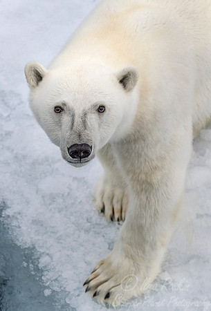 114 Polar Bear (Ursus maritimus) - Svalbard Norway
