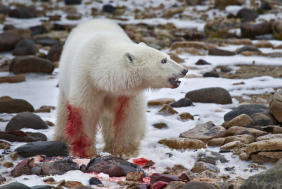 046 Polar Bear (Ursus maritimus) Churchill - MB Canada