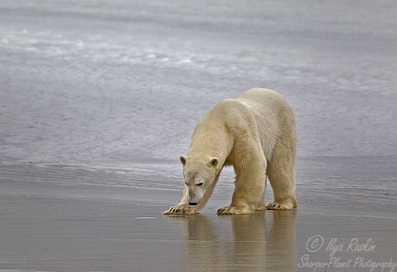 029 Polar Bear (Ursus maritimus) Churchill - MB Canada