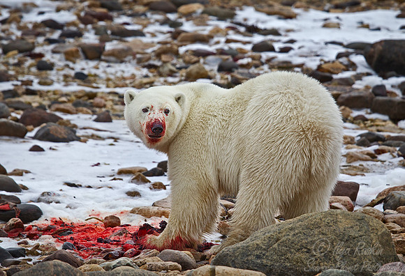 045 Polar Bear (Ursus maritimus) Churchill - MB Canada