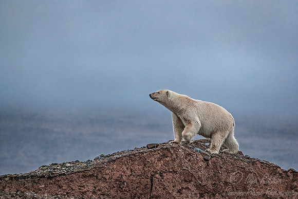 125 Polar Bear (Ursus maritimus) - Svalbard Norway