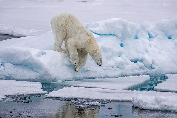 118 Polar Bear (Ursus maritimus) - Svalbard Norway