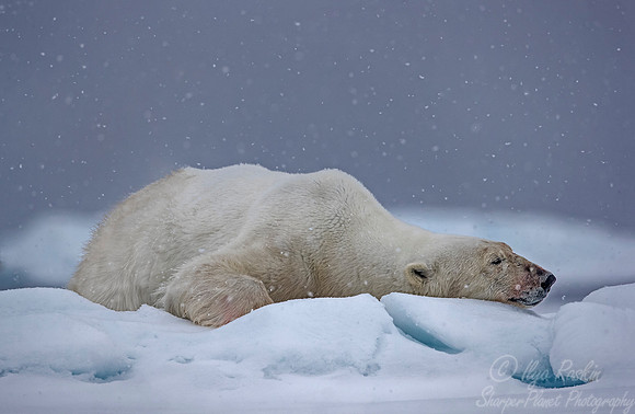 077 Polar Bear (Ursus maritimus) - Svalbard Norway