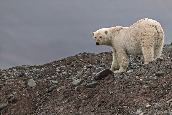 124 Polar Bear (Ursus maritimus) - Svalbard Norway