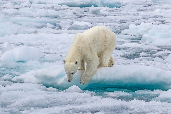 099 Polar Bear (Ursus maritimus) - Svalbard Norway