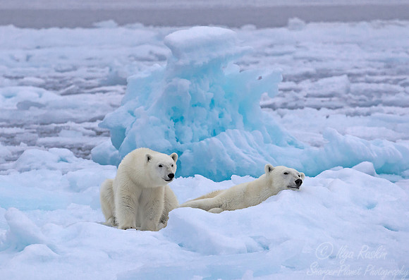 091 Polar Bears (Ursus maritimus) - Svalbard Norway