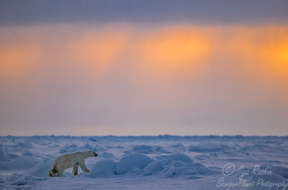 085 Polar Bear (Ursus maritimus) - Svalbard Norway