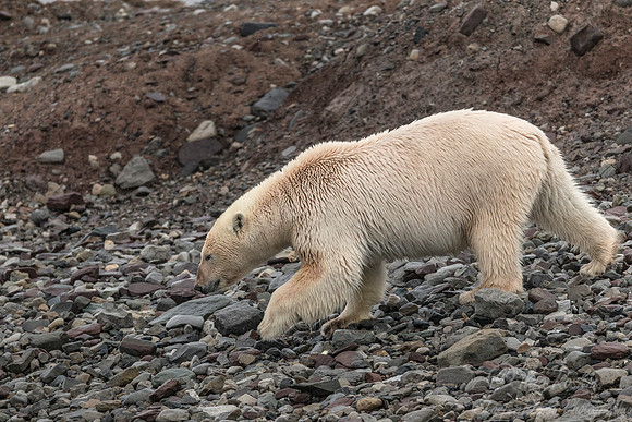 132 Polar Bear (Ursus maritimus) - Svalbard Norway